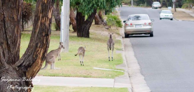 Kangaroos in the streets.