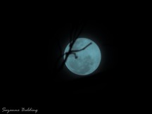 The blue Blue Moon. :-)