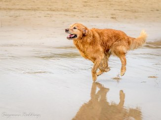 Run doggie....run!