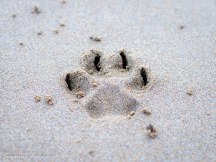 Paw-print in the sand