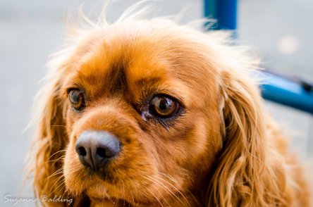 The Cavalier King Charles Spaniel. A more beautifully natured breed would be hard to find.