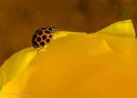 A ladybug on a yellow tulip.