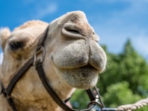A camel.