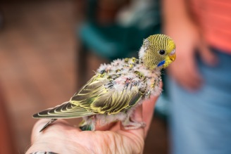 Feathered baby
